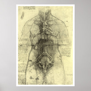 Menselijke anatomie, Vrouw Torso van Leonardo da V Poster
