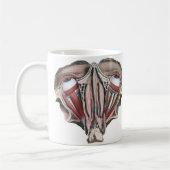 menselijke anatomie Wetenschap, Eyeballen Eyes Koffiemok (Links)