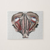  menselijke anatomie Wetenschap, Eyeballen Eyes Legpuzzel (Horizontaal)