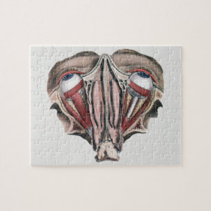 menselijke anatomie Wetenschap, Eyeballen Eyes Legpuzzel