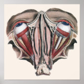 menselijke anatomie Wetenschap, Eyeballen Eyes Poster (Voorkant)