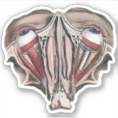 menselijke anatomie Wetenschap, Eyeballen Eyes Sticker (Voorkant)