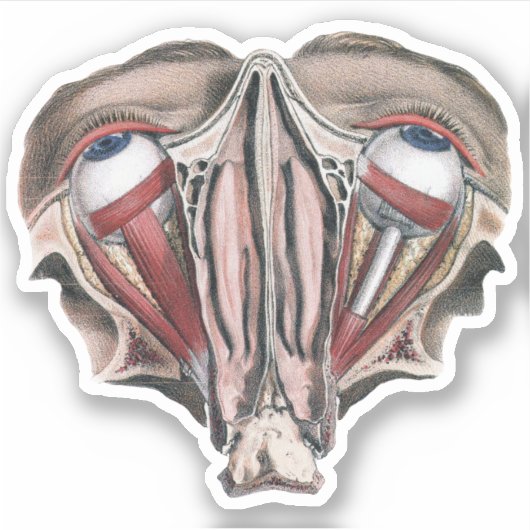  menselijke anatomie Wetenschap, Eyeballen Eyes Sticker (Voorkant)