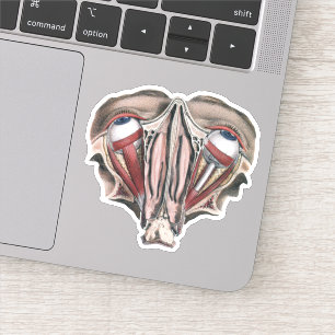menselijke anatomie Wetenschap, Eyeballen Eyes Sticker