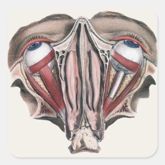 menselijke anatomie Wetenschap, Eyeballen Eyes Vierkante Sticker (Voorkant)