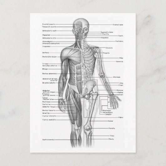 Menselijke anatomiegrafiek briefkaart (Voorkant)
