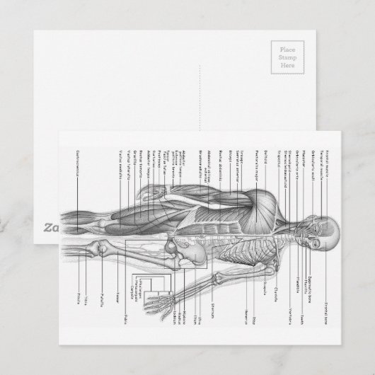 Menselijke anatomiegrafiek briefkaart (Voorkant / Achterkant)