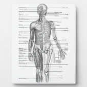 Menselijke anatomiegrafiek fotoplaat (Voorkant)