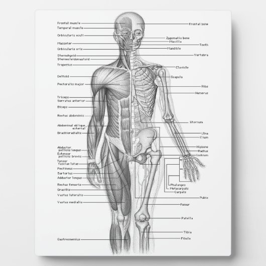 Menselijke anatomiegrafiek fotoplaat (Voorkant)