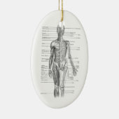 Menselijke anatomiegrafiek keramisch ornament (Rechts)