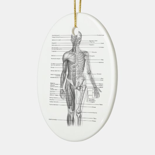 Menselijke anatomiegrafiek keramisch ornament (Links)