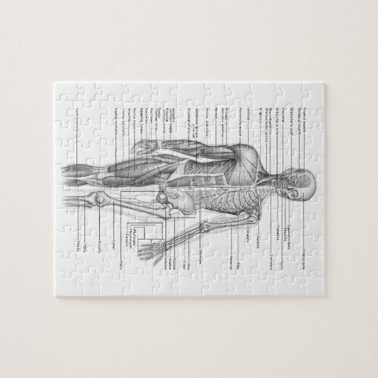 Menselijke anatomiegrafiek legpuzzel (Horizontaal)