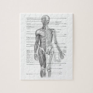 Menselijke anatomiegrafiek legpuzzel