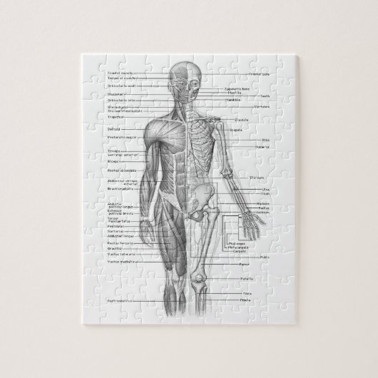 Menselijke anatomiegrafiek legpuzzel (Verticaal)