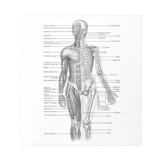 Menselijke anatomiegrafiek notitieblok (Voorkant)