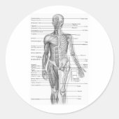 Menselijke anatomiegrafiek ronde sticker (Voorkant)