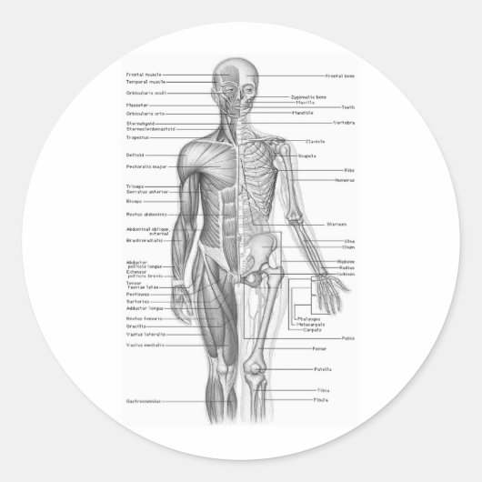 Menselijke anatomiegrafiek ronde sticker (Voorkant)