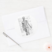 Menselijke anatomiegrafiek ronde sticker (Envelop)