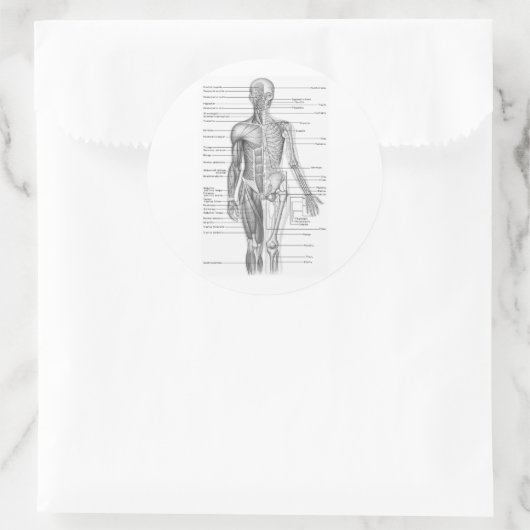 Menselijke anatomiegrafiek ronde sticker (Tas)