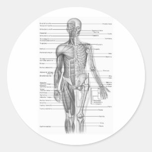 Menselijke anatomiegrafiek ronde sticker