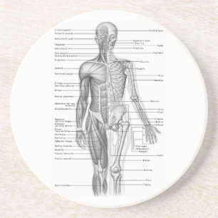 Menselijke anatomiegrafiek zandsteen onderzetter