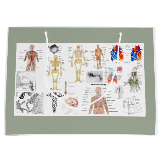 Menselijke anatomiekaarten groot cadeauzakje (Voorkant)