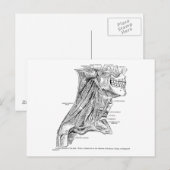 Menselijke  anatomiespieren van de nek briefkaart (Voorkant / Achterkant)