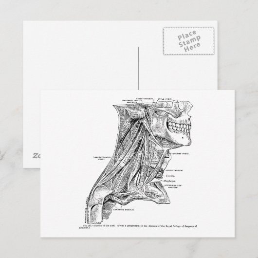 Menselijke  anatomiespieren van de nek briefkaart (Voorkant / Achterkant)