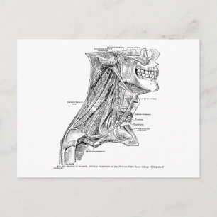 Menselijke  anatomiespieren van de nek briefkaart