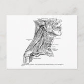 Menselijke  anatomiespieren van de nek briefkaart (Voorkant)