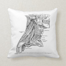 Menselijke  anatomiespieren van de nek