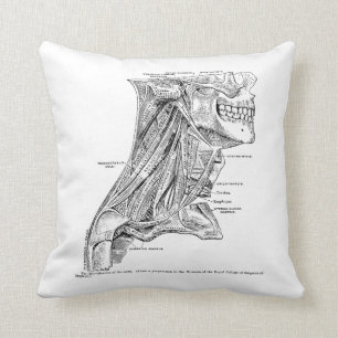 Menselijke anatomiespieren van de nek kussen