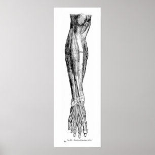  menselijke anatomiespieren van het been in zwart poster