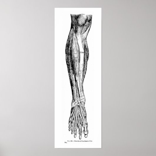  menselijke anatomiespieren van het been in zwart poster (Voorkant)