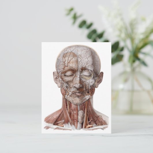 menselijke anatomiewetenschap, hoofd Throat Nose Briefkaart (Staand voorkant)