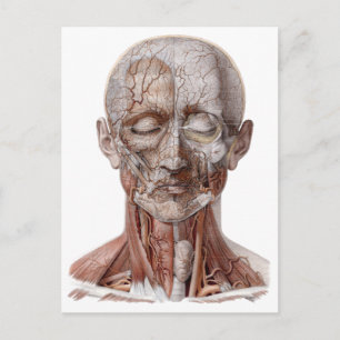 menselijke anatomiewetenschap, hoofd Throat Nose Briefkaart