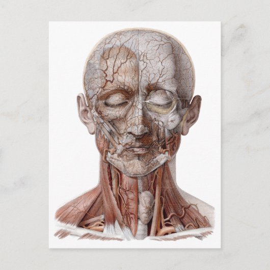  menselijke anatomiewetenschap, hoofd Throat Nose Briefkaart (Voorkant)