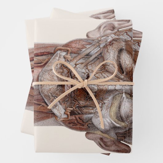  menselijke anatomiewetenschap, hoofd Throat Nose Inpakpapier Vel (In situ)