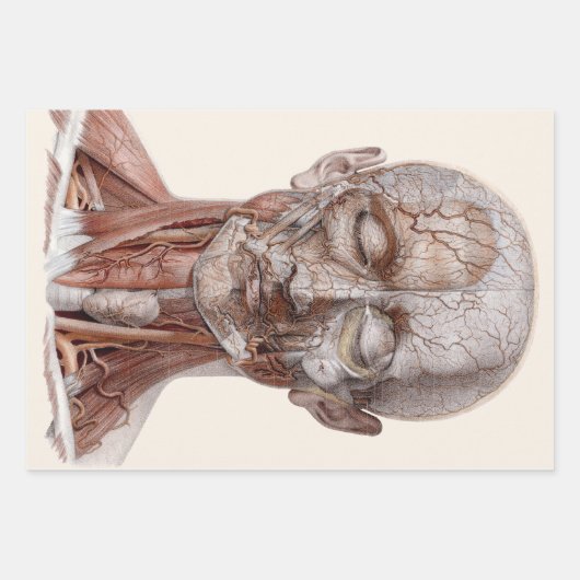 menselijke anatomiewetenschap, hoofd Throat Nose Inpakpapier Vel (Voorkant)