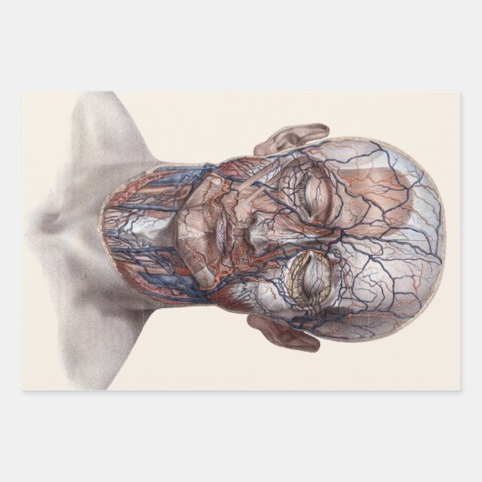  menselijke anatomiewetenschap, hoofd Throat Nose Inpakpapier Vel (Voorkant 2)