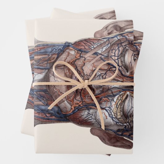 menselijke anatomiewetenschap, hoofd Throat Nose Inpakpapier Vel (In situ)