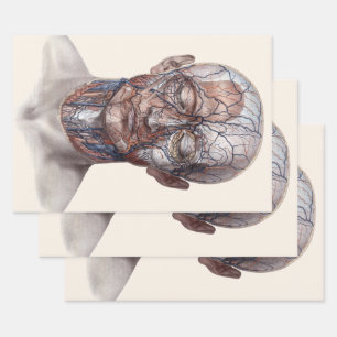 menselijke anatomiewetenschap, hoofd Throat Nose Inpakpapier Vel
