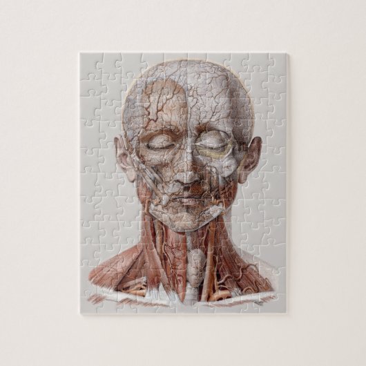 menselijke anatomiewetenschap, hoofd Throat Nose Legpuzzel (Verticaal)