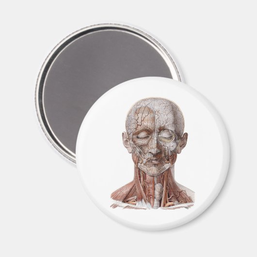 menselijke anatomiewetenschap, hoofd Throat Nose Magneet (Voorkant / Achterkant)