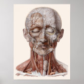 menselijke anatomiewetenschap, hoofd Throat Nose Poster (Voorkant)