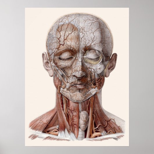  menselijke anatomiewetenschap, hoofd Throat Nose Poster (Voorkant)