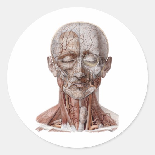  menselijke anatomiewetenschap, hoofd Throat Nose Ronde Sticker (Voorkant)