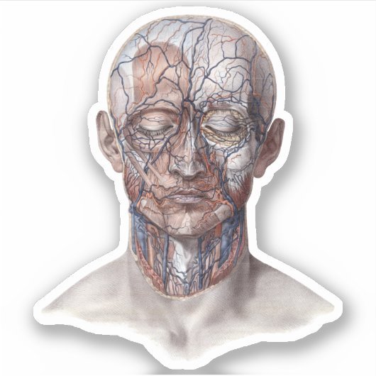  menselijke anatomiewetenschap, hoofd Throat Nose Sticker (Voorkant)