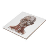 menselijke anatomiewetenschap, hoofd Throat Nose Tegeltje (Zijkant)