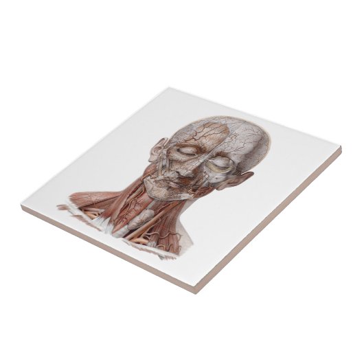  menselijke anatomiewetenschap, hoofd Throat Nose Tegeltje (Zijkant)